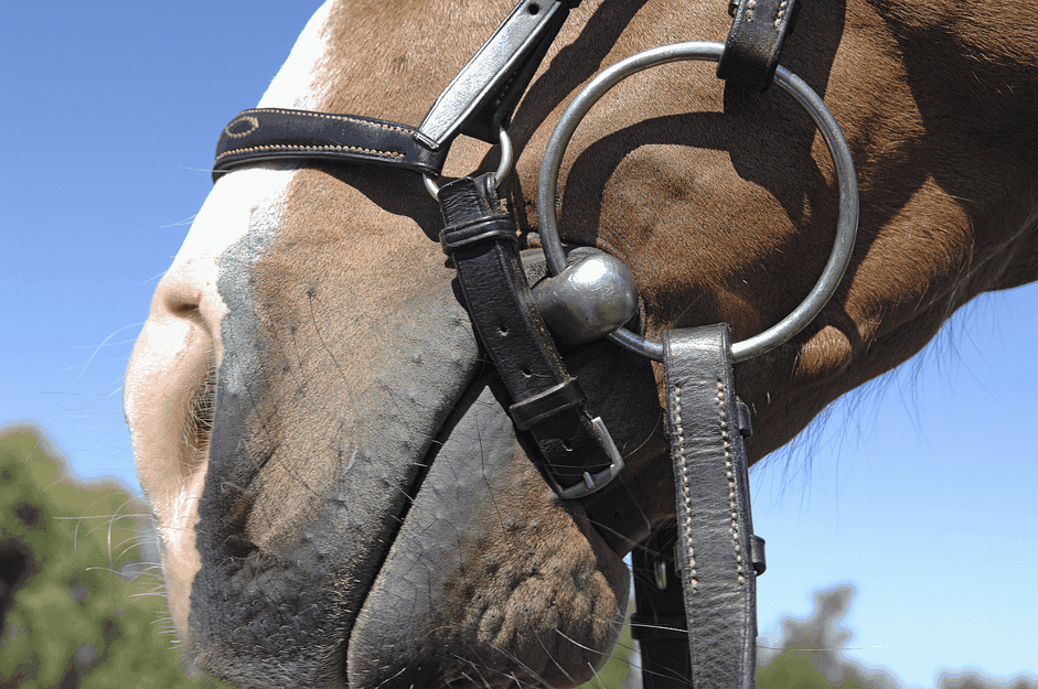 Understanding Snaffle Bits: Design, Function, and Benefits for Horse Riding