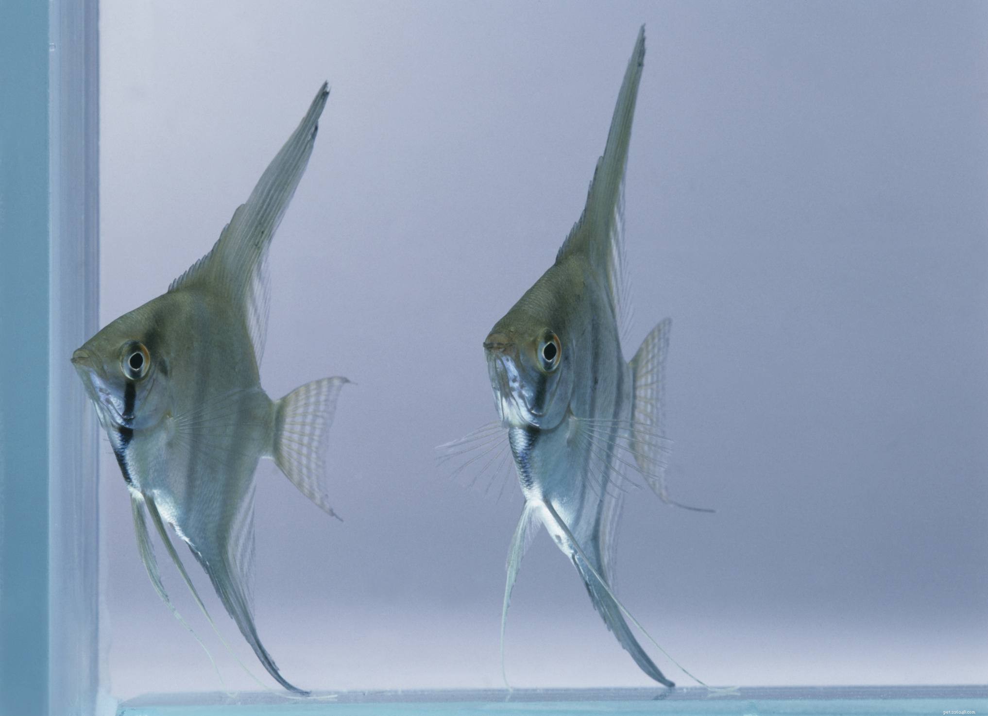 Top 10 Angelfish for Freshwater Aquariums: Colorful & Easy to Care