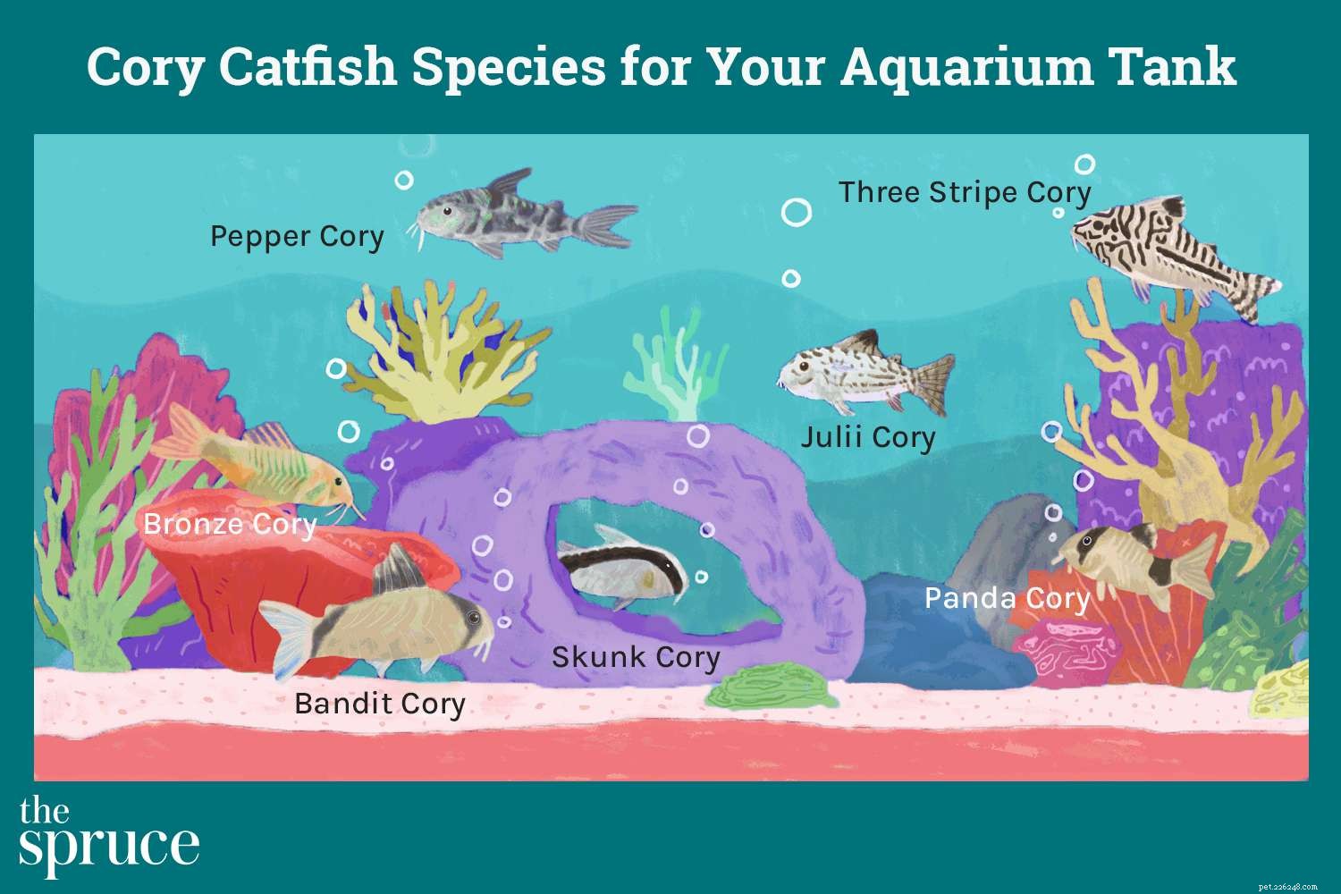 Top 7 Cory Catfish Species to Enhance Your Aquarium