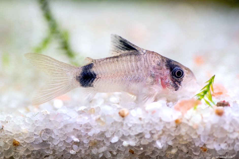Top 7 Cory Catfish Species to Enhance Your Aquarium