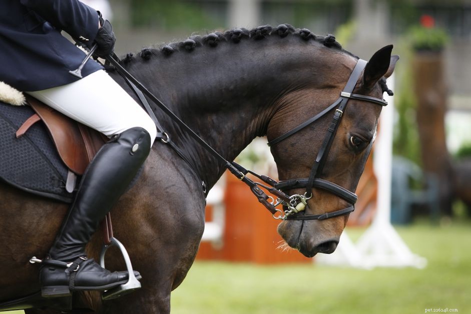 Curb Chains & Straps: Choosing the Right Gear for Your Horse