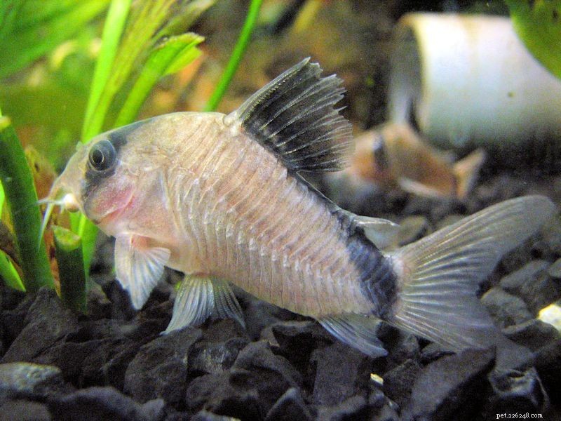Top 7 Cory Catfish Species to Enhance Your Aquarium