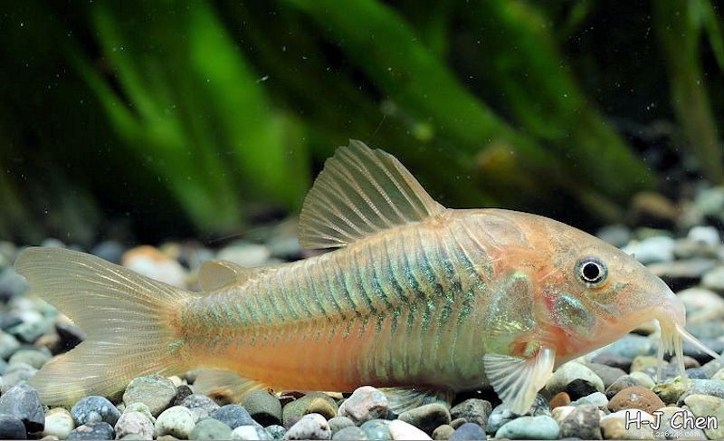 Top 7 Cory Catfish Species to Enhance Your Aquarium