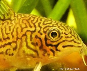 Top 7 Cory Catfish Species to Enhance Your Aquarium