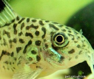 Top 7 Cory Catfish Species to Enhance Your Aquarium