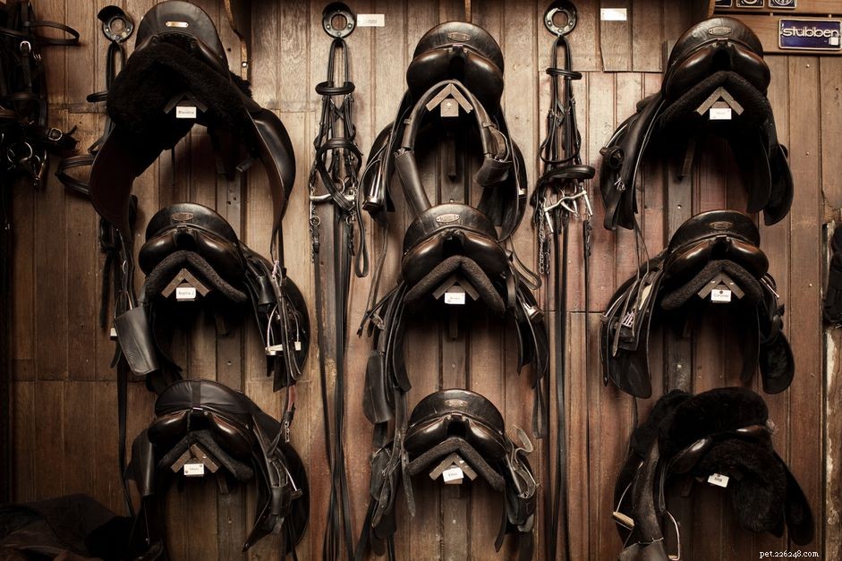 Horse Tack Explained: The Complete Guide to Riding Gear