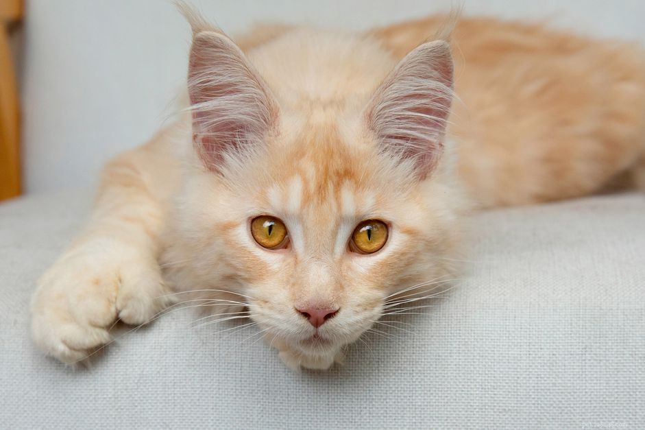 74 Perfect Orange Boy Cat Names: Find the Ideal Fit