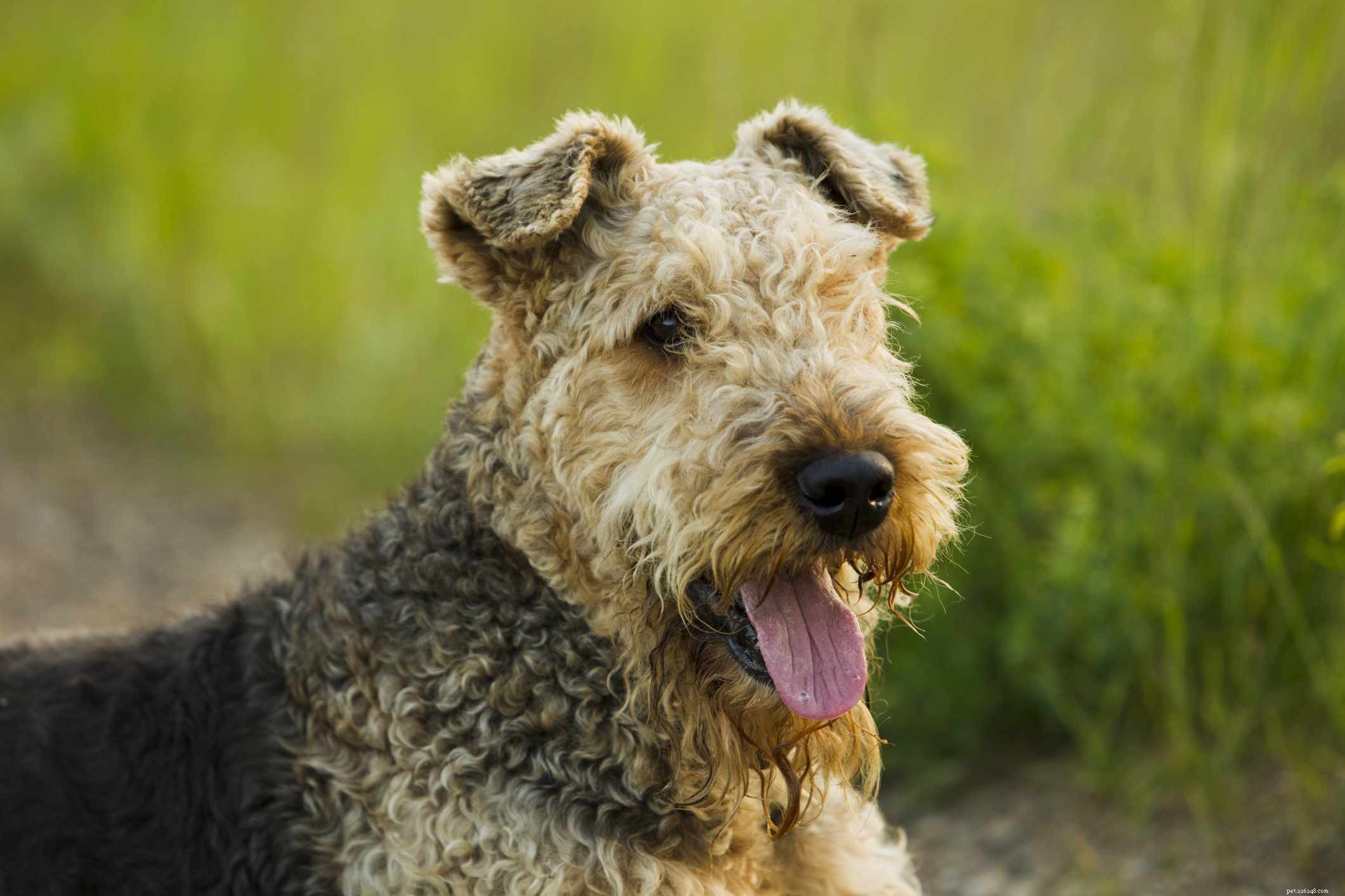 10 Top Farm‑Friendly Dog Breeds: The Best Picks for Rural Living