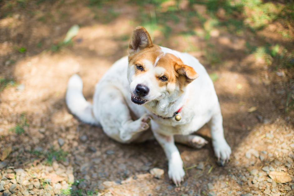 Effective Treatments for Dry Skin in Dogs: Causes, Symptoms, and Relief