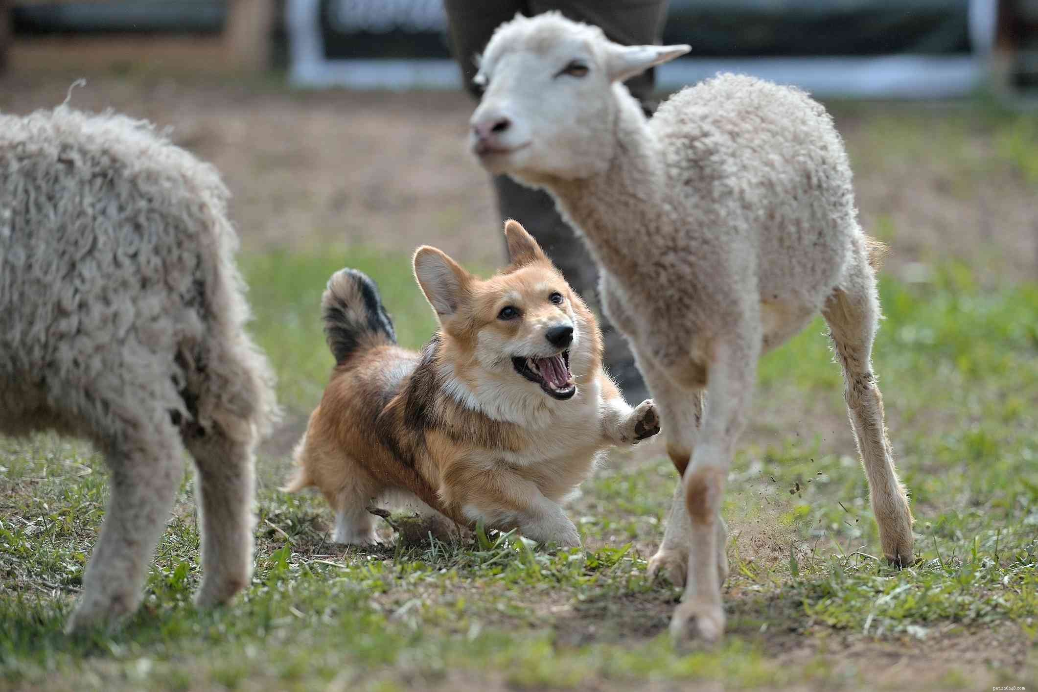 10 Top Farm‑Friendly Dog Breeds: The Best Picks for Rural Living