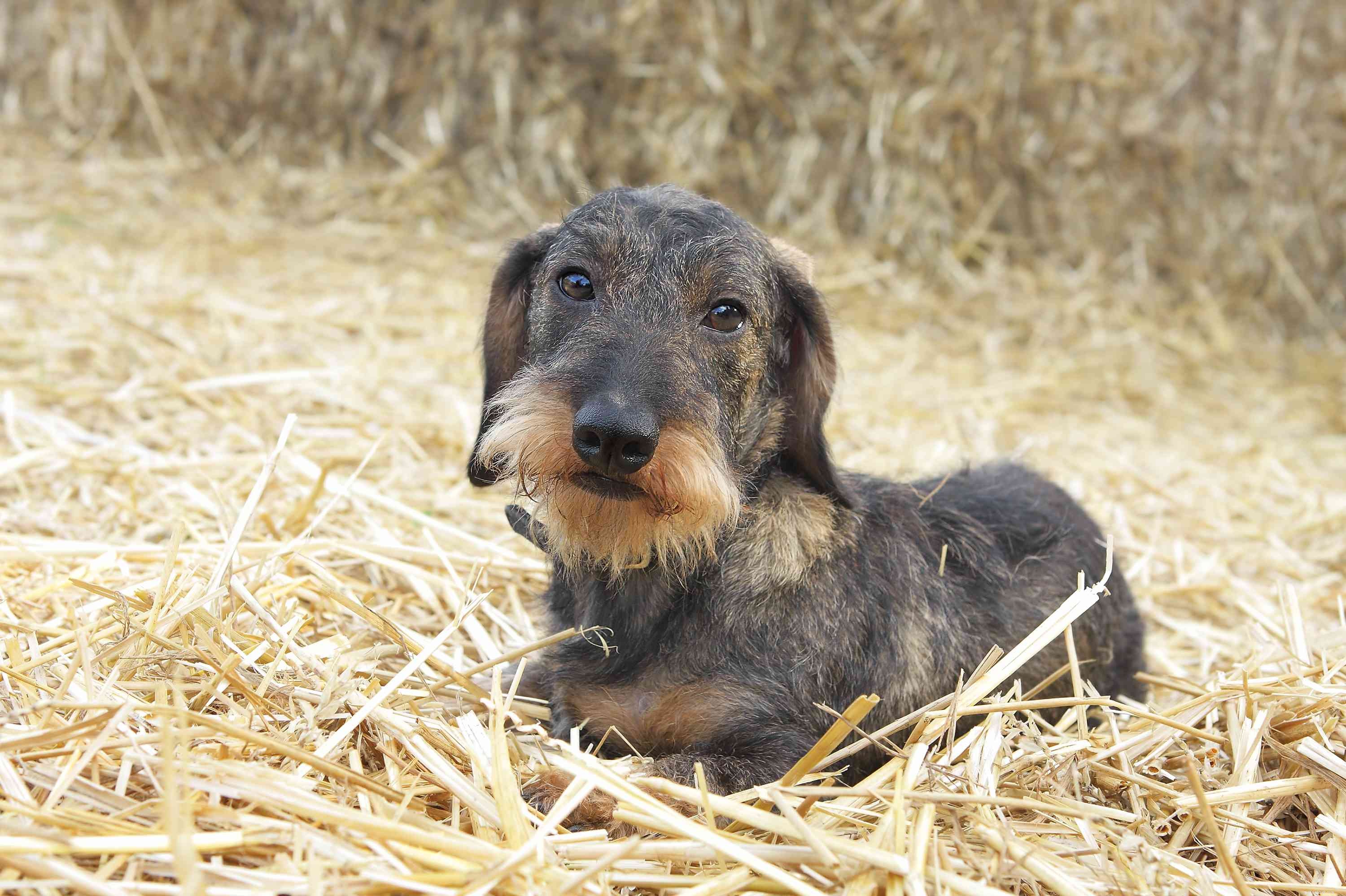 10 Top Farm‑Friendly Dog Breeds: The Best Picks for Rural Living