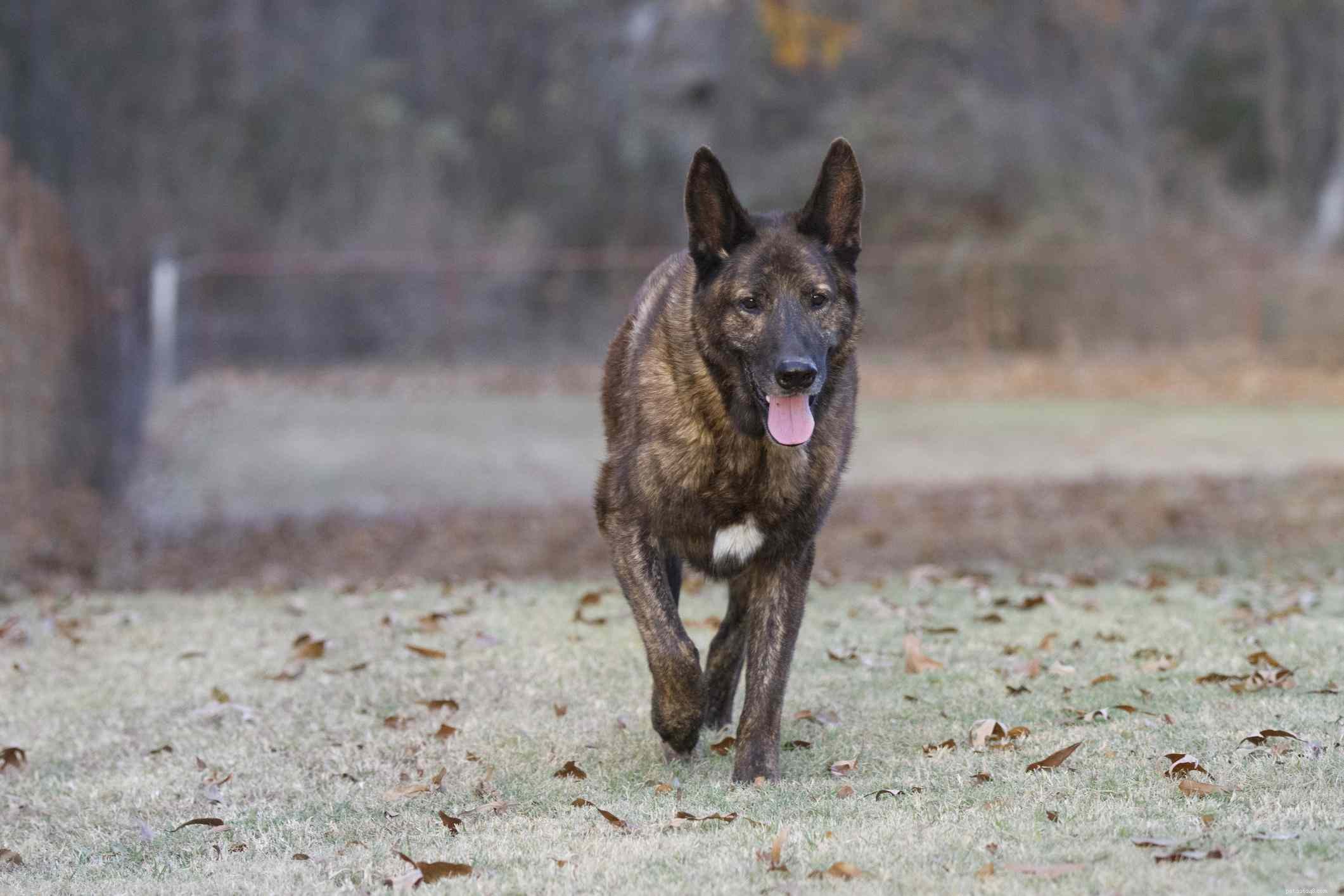 10 Top Farm‑Friendly Dog Breeds: The Best Picks for Rural Living