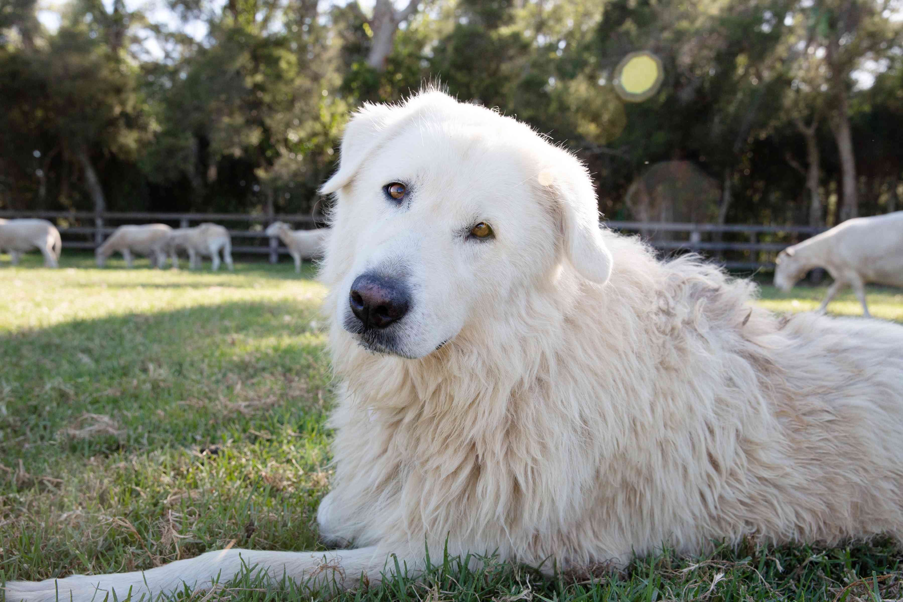 10 Top Farm‑Friendly Dog Breeds: The Best Picks for Rural Living