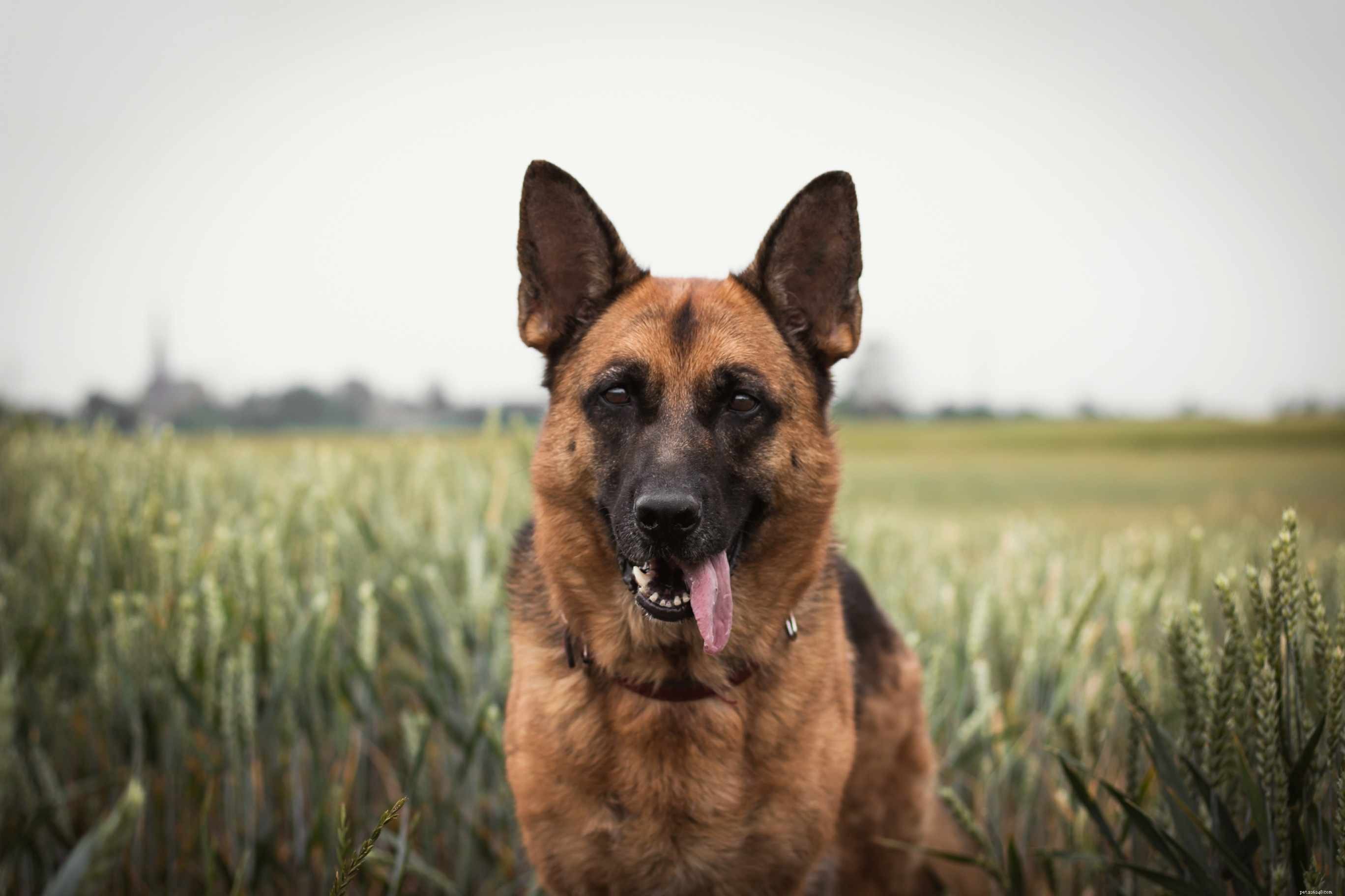10 Top Farm‑Friendly Dog Breeds: The Best Picks for Rural Living