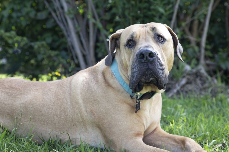 12 African Dog Breeds: History, Traits, and Global Influence