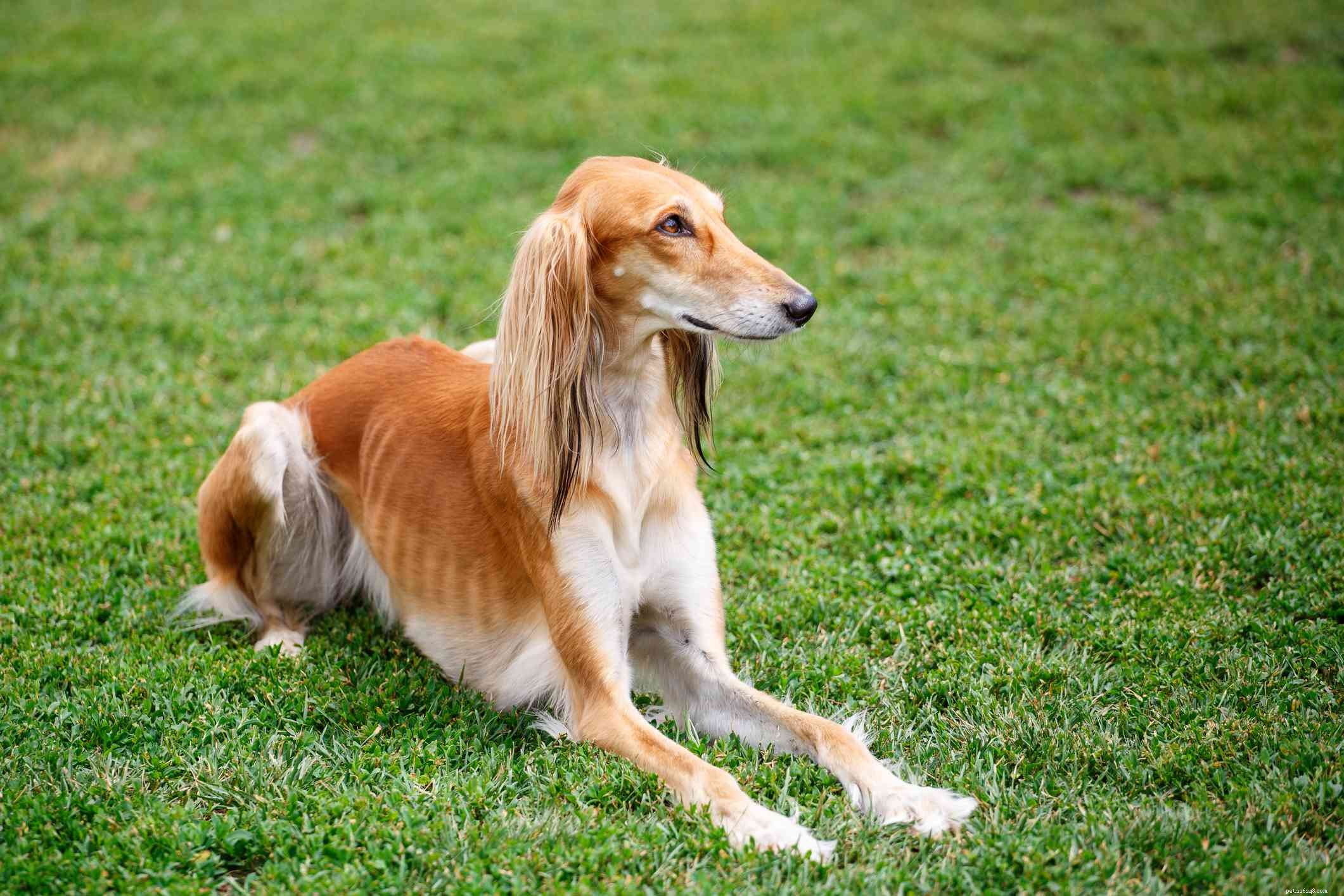 12 African Dog Breeds: History, Traits, and Global Influence
