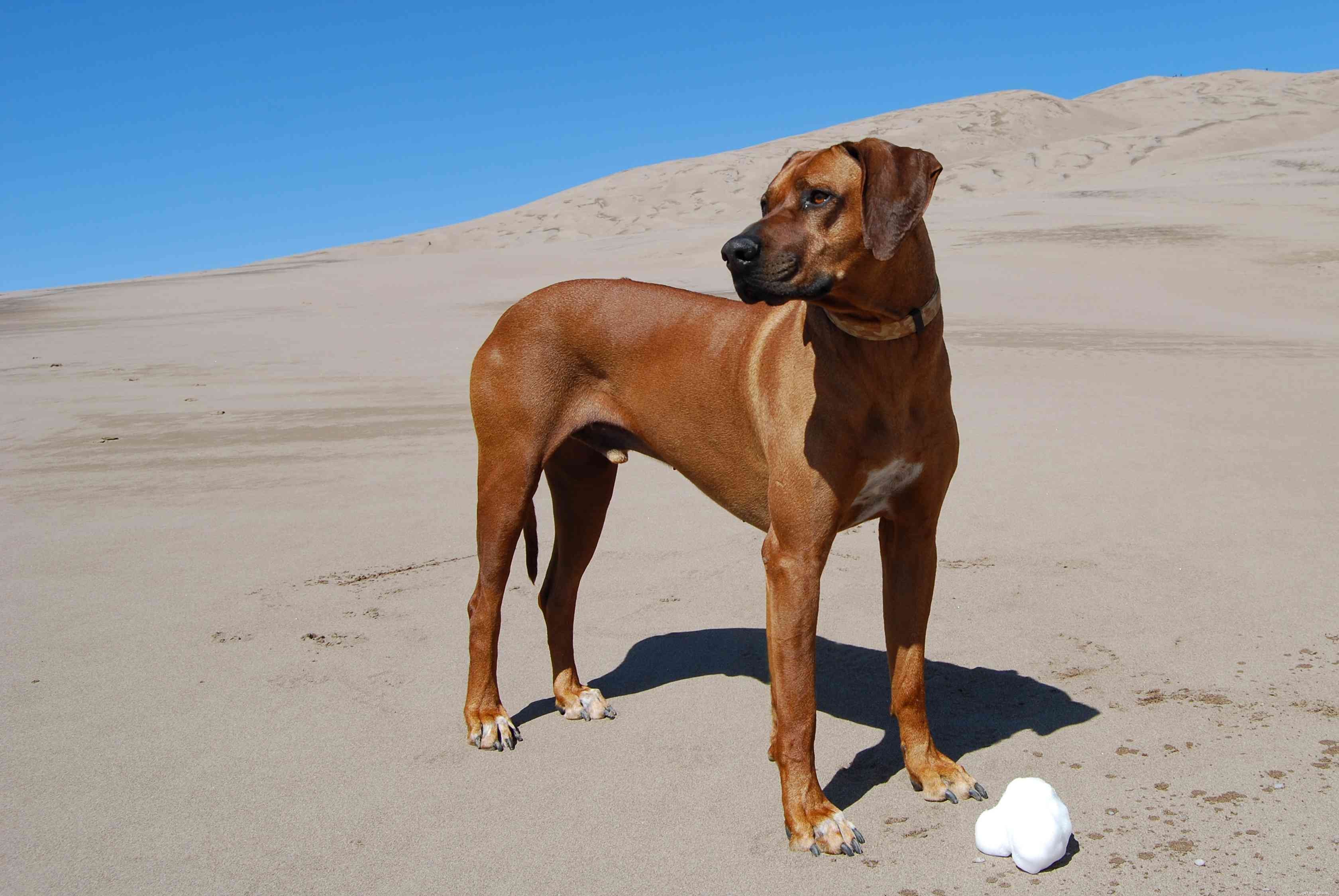 12 African Dog Breeds: History, Traits, and Global Influence