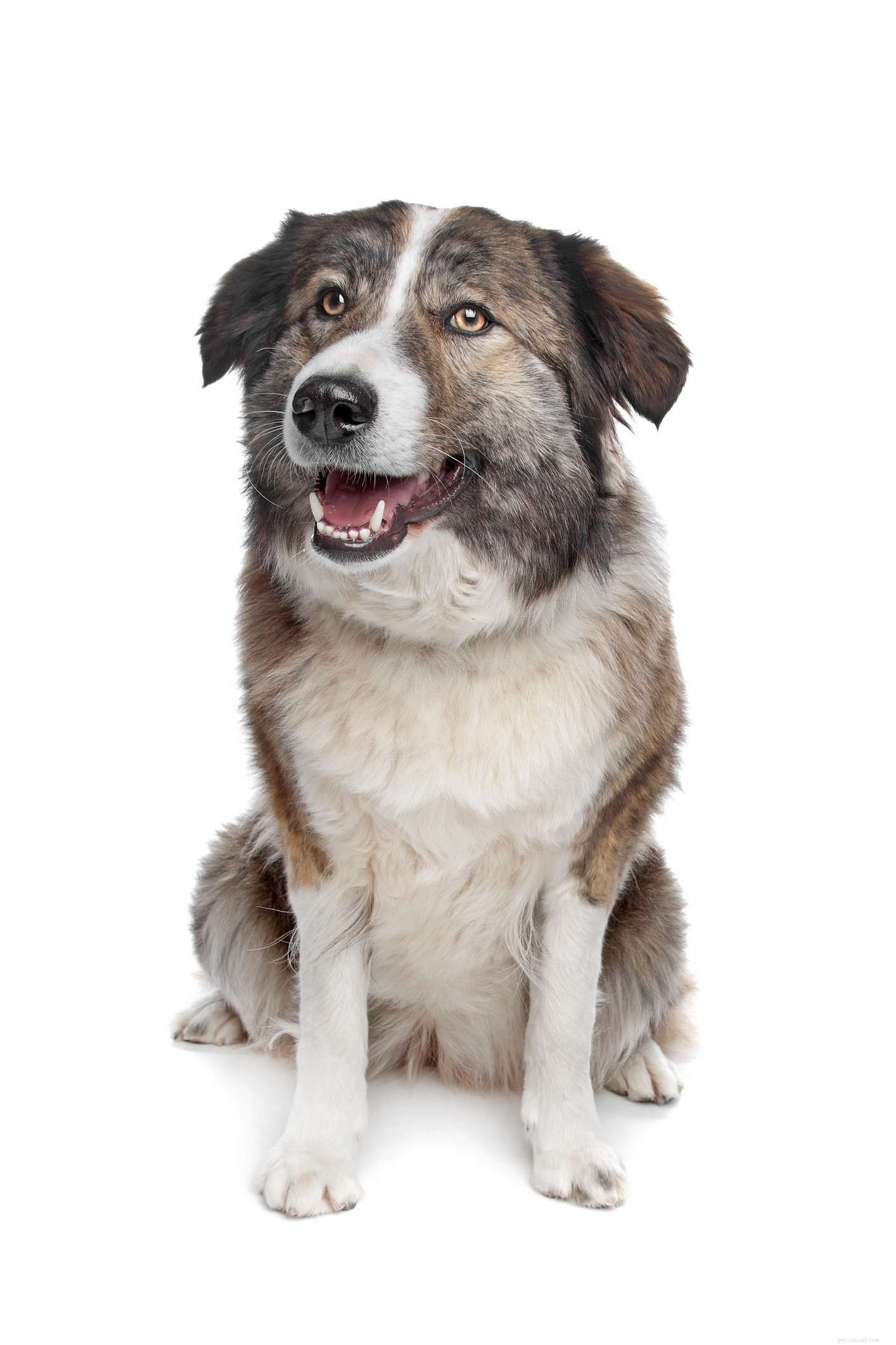 12 African Dog Breeds: History, Traits, and Global Influence