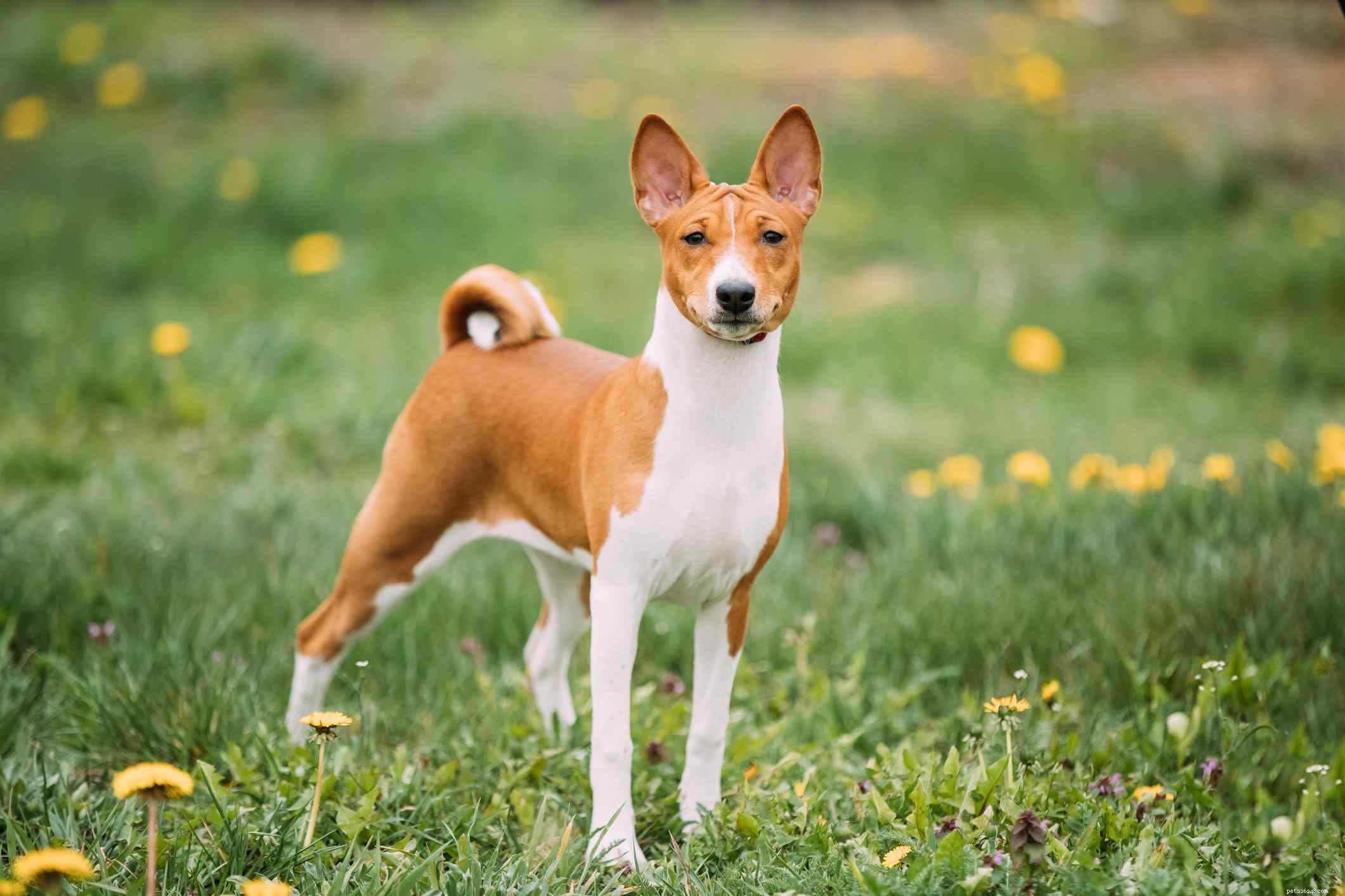 12 African Dog Breeds: History, Traits, and Global Influence