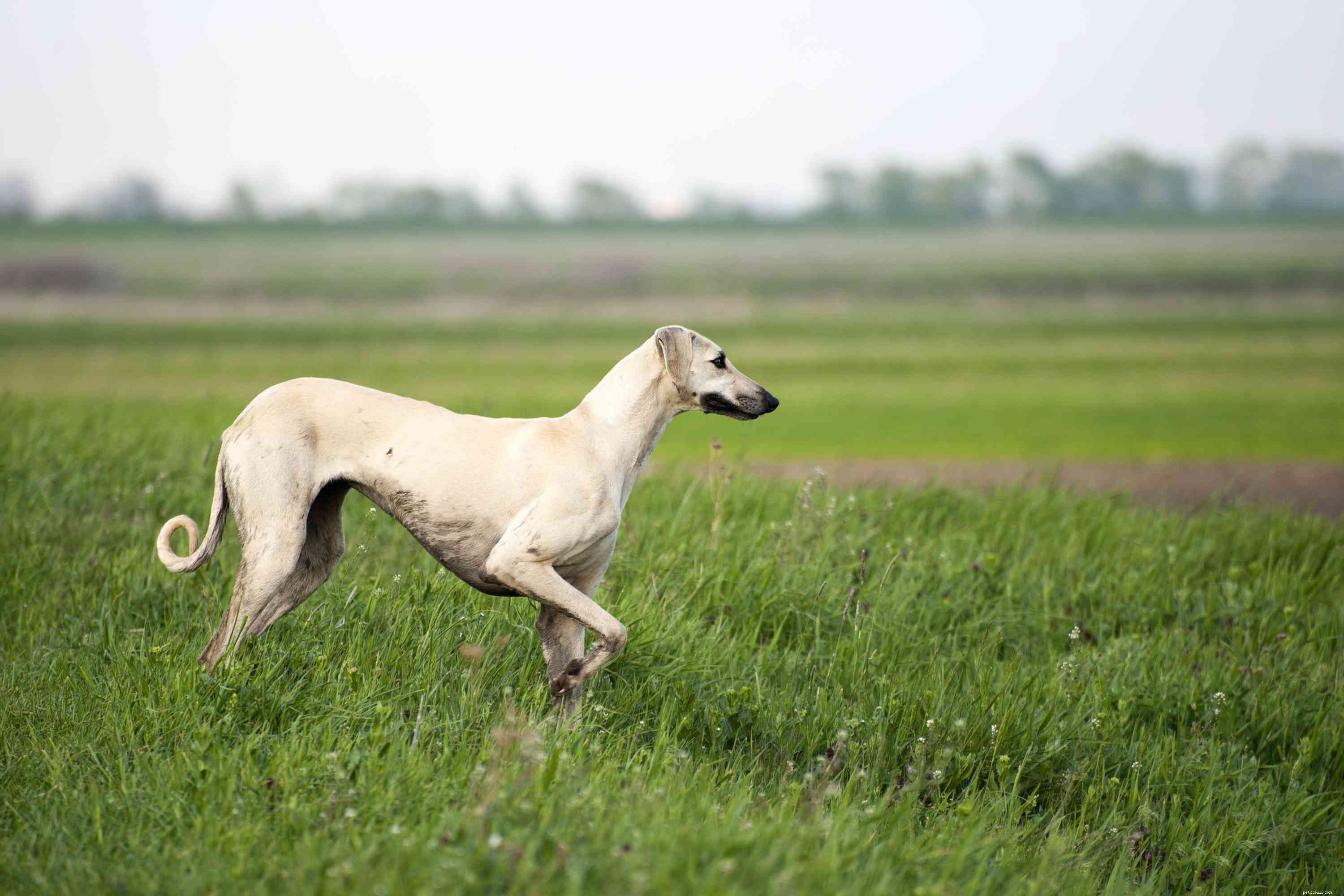 12 African Dog Breeds: History, Traits, and Global Influence