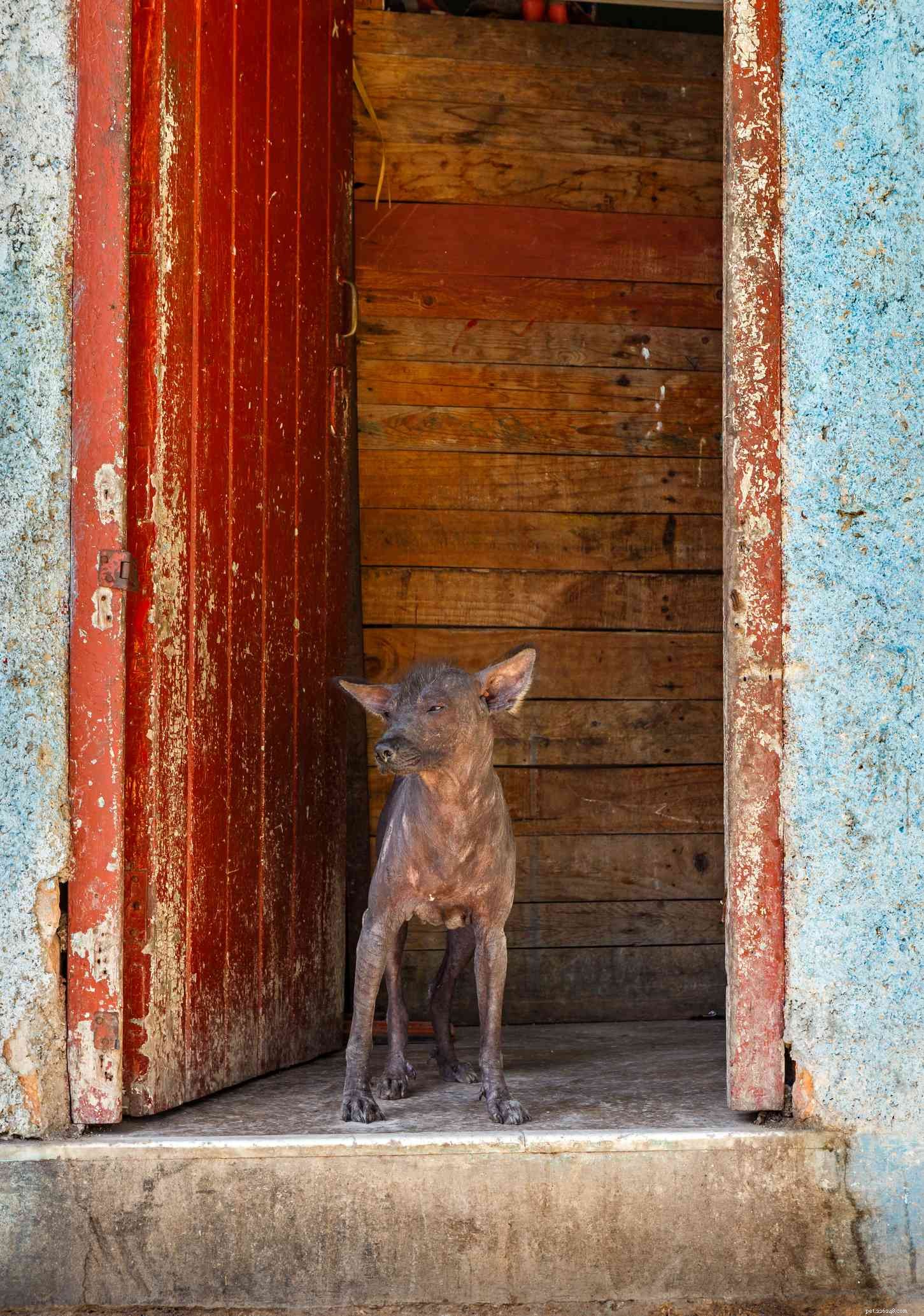 12 African Dog Breeds: History, Traits, and Global Influence