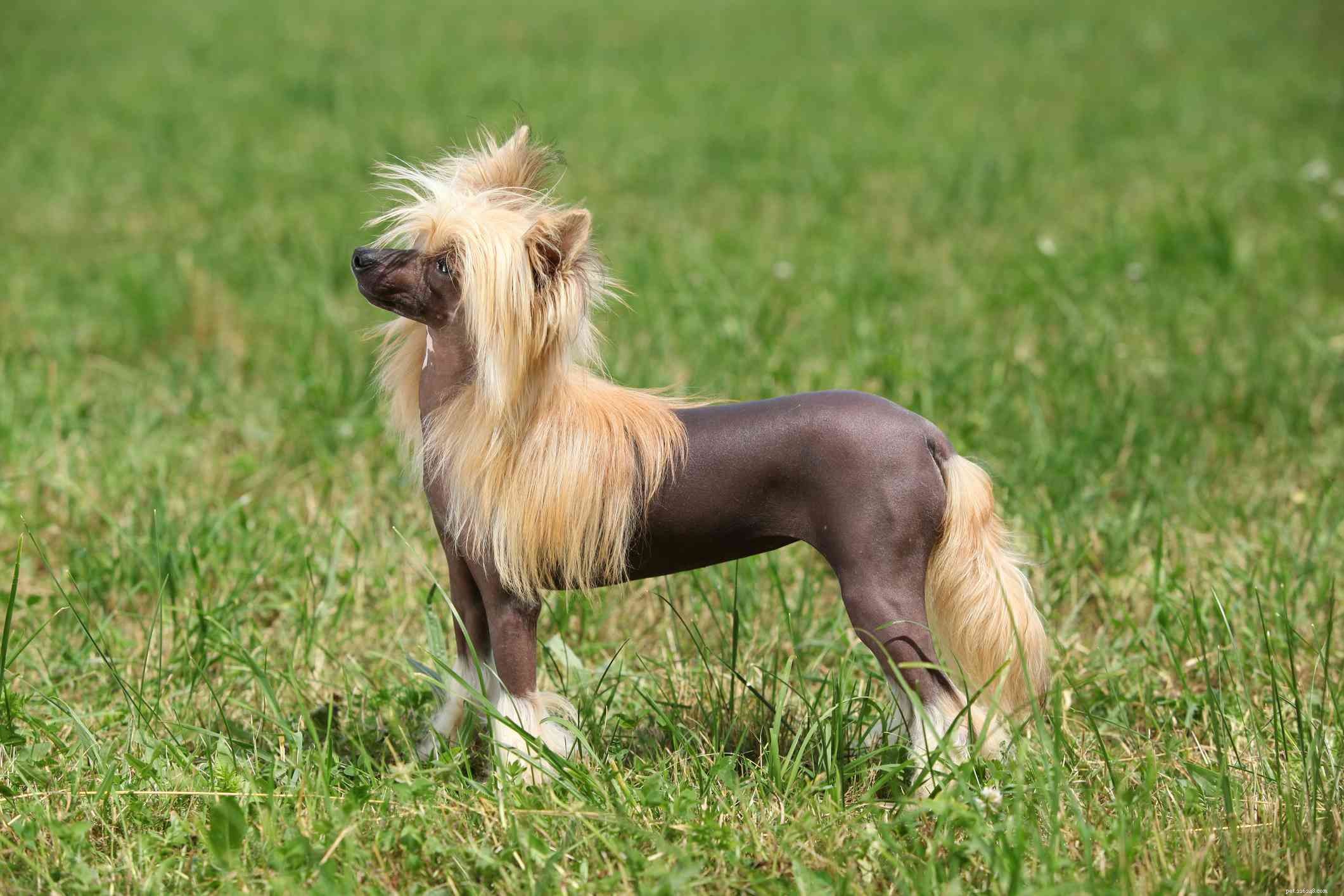 12 African Dog Breeds: History, Traits, and Global Influence