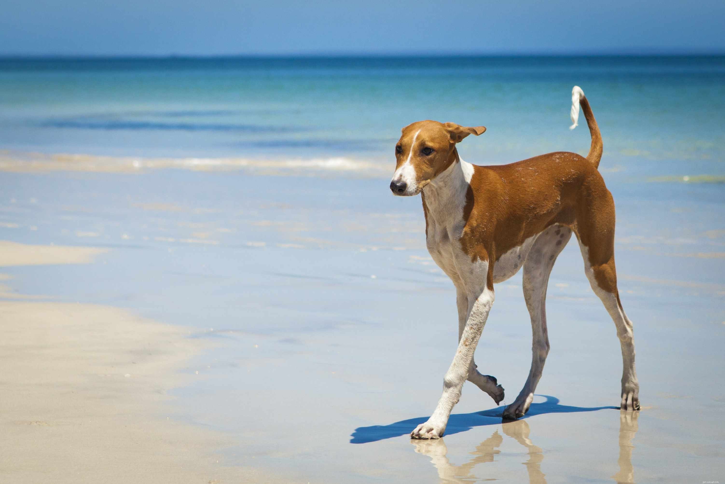 12 African Dog Breeds: History, Traits, and Global Influence