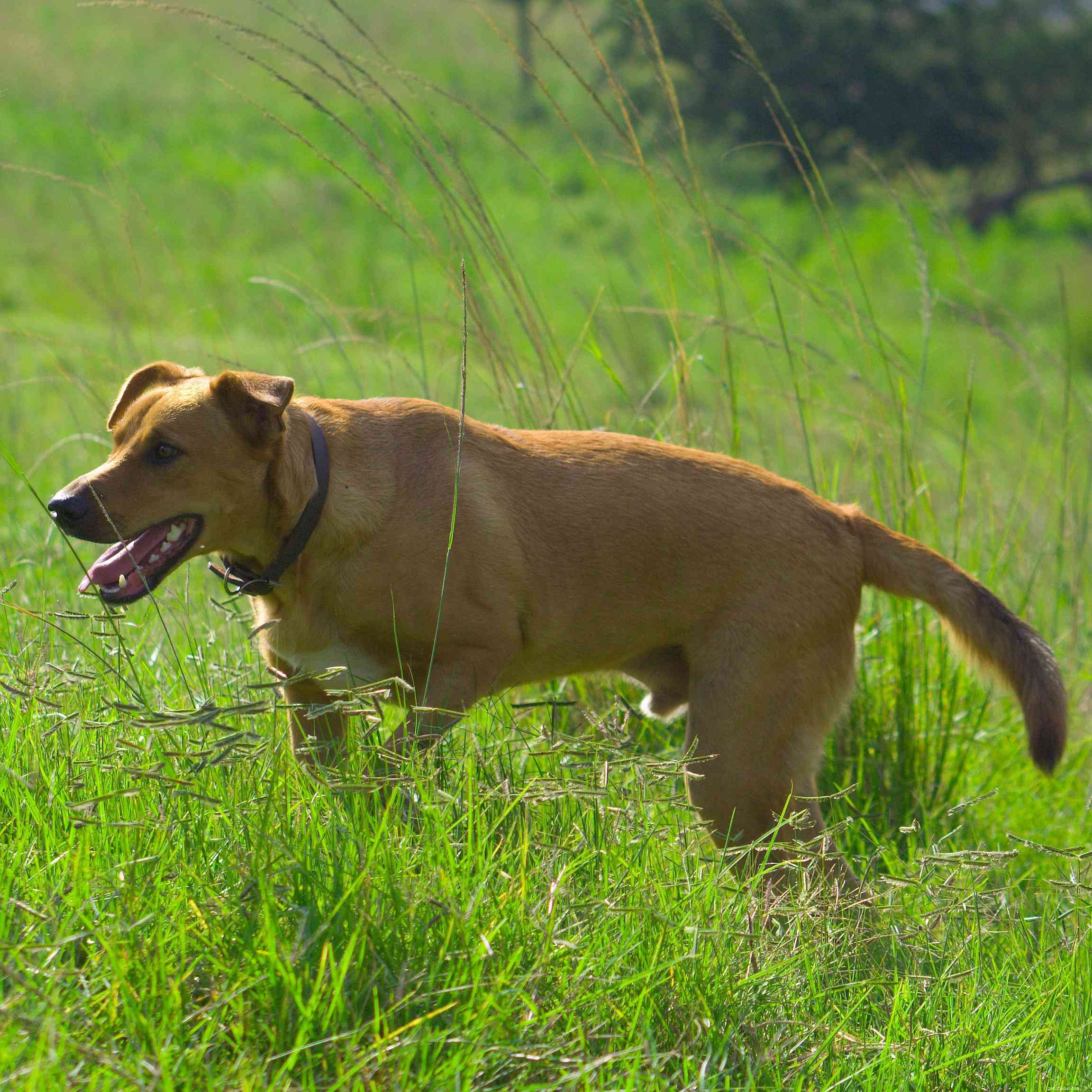12 African Dog Breeds: History, Traits, and Global Influence