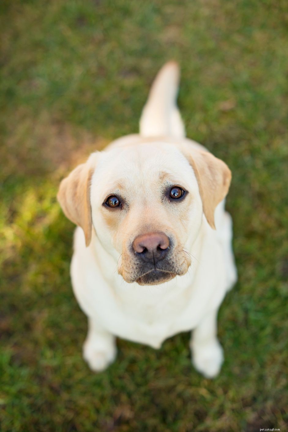 7 Common Ways Dogs Contract Worms & How to Prevent It