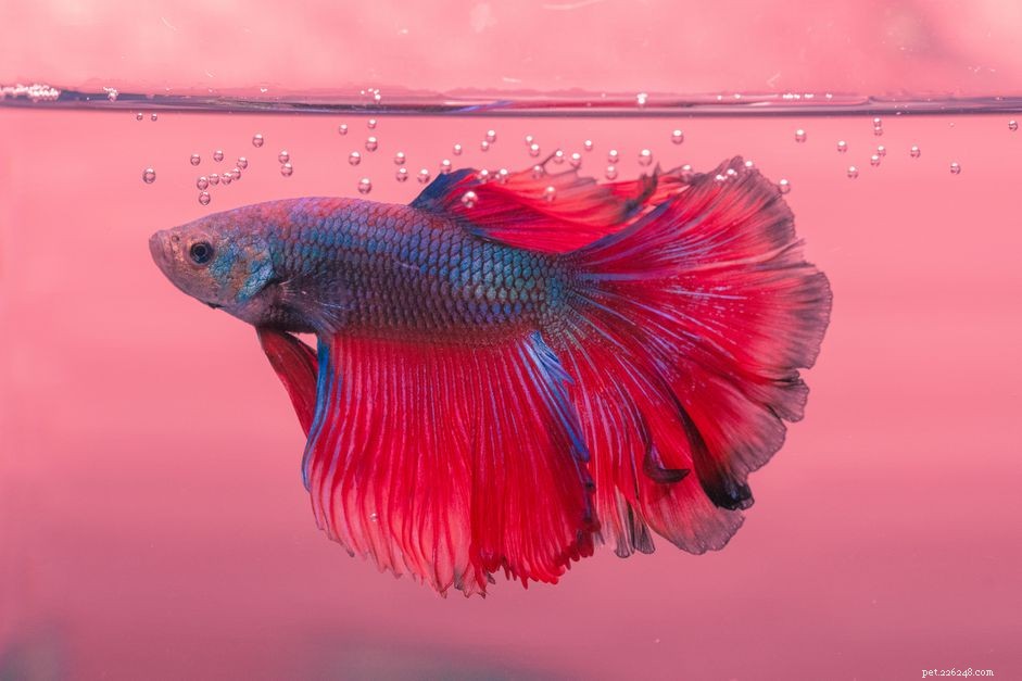 How to Spot and Resolve a Betta Fish’s Lack of Bowel Movements