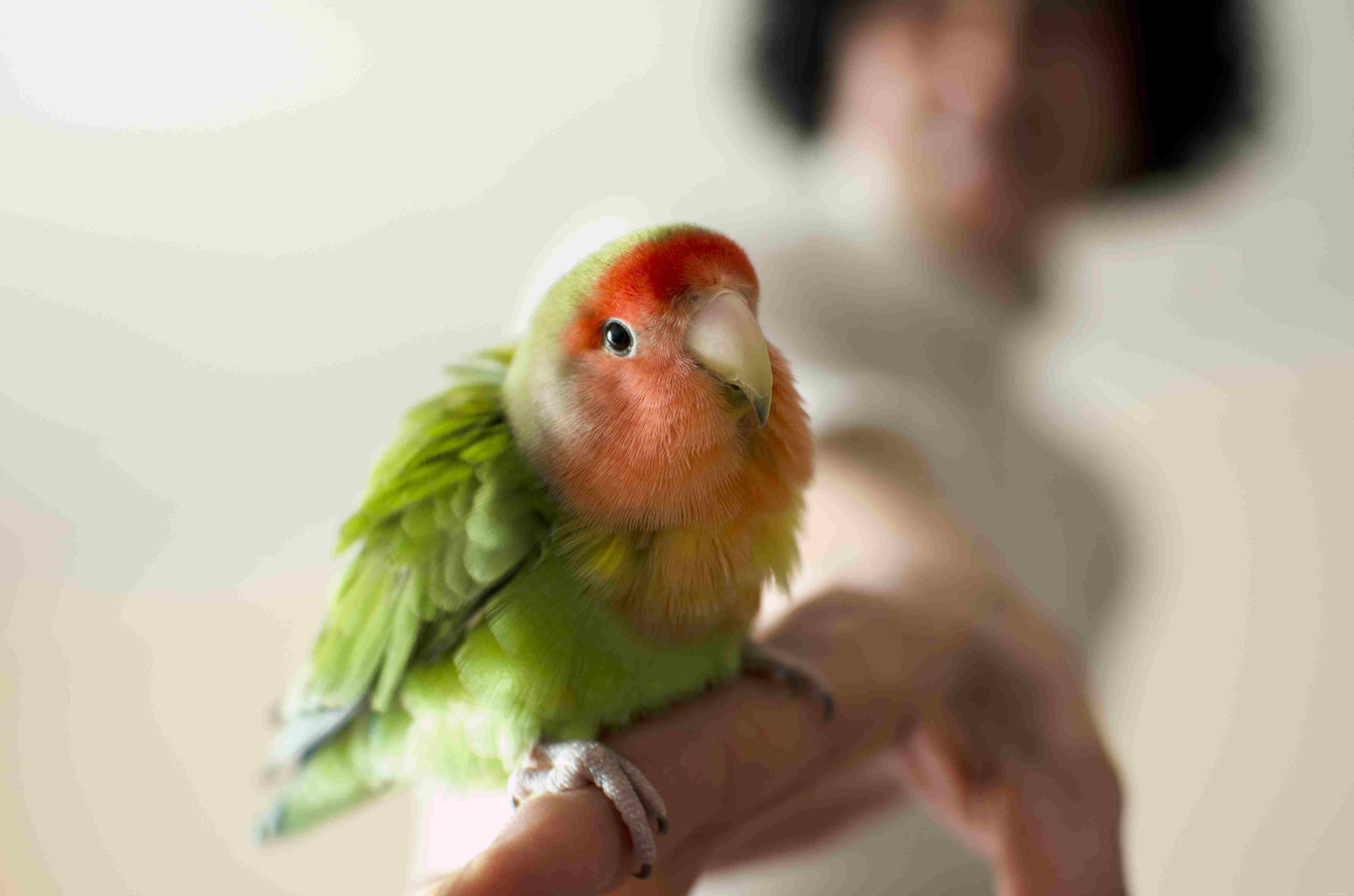 Why Birds Outshine Cats and Dogs as Pets