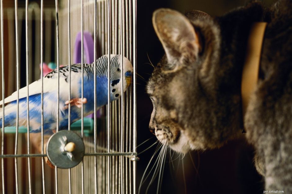 Why Birds Outshine Cats and Dogs as Pets