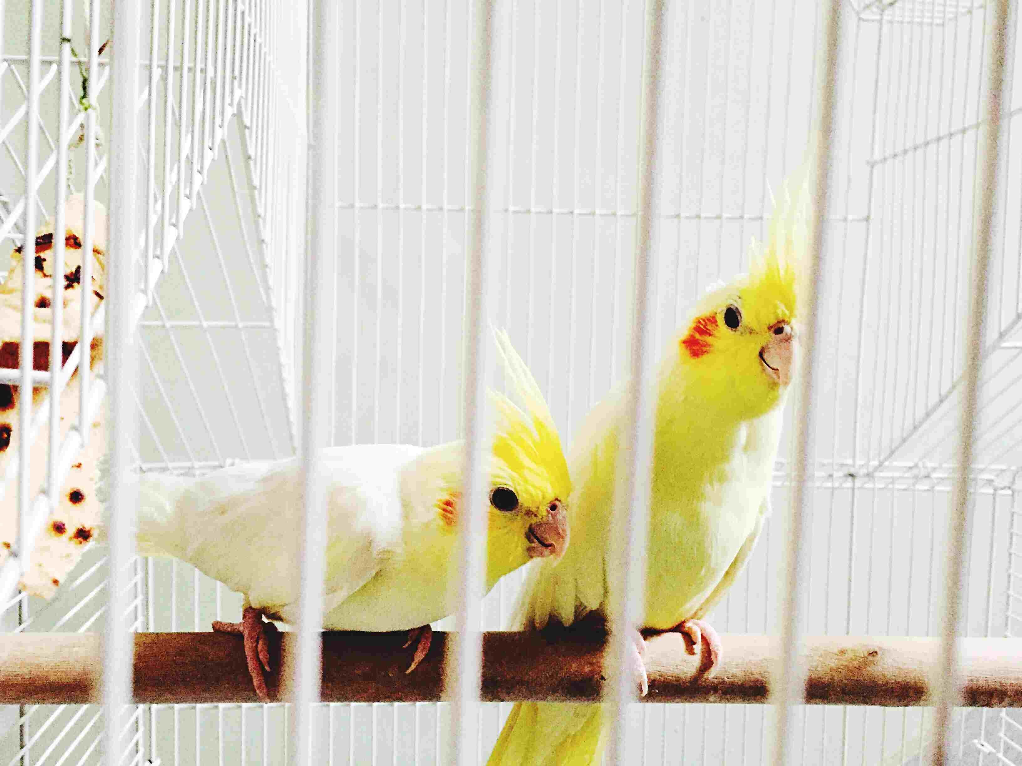 Why Birds Outshine Cats and Dogs as Pets