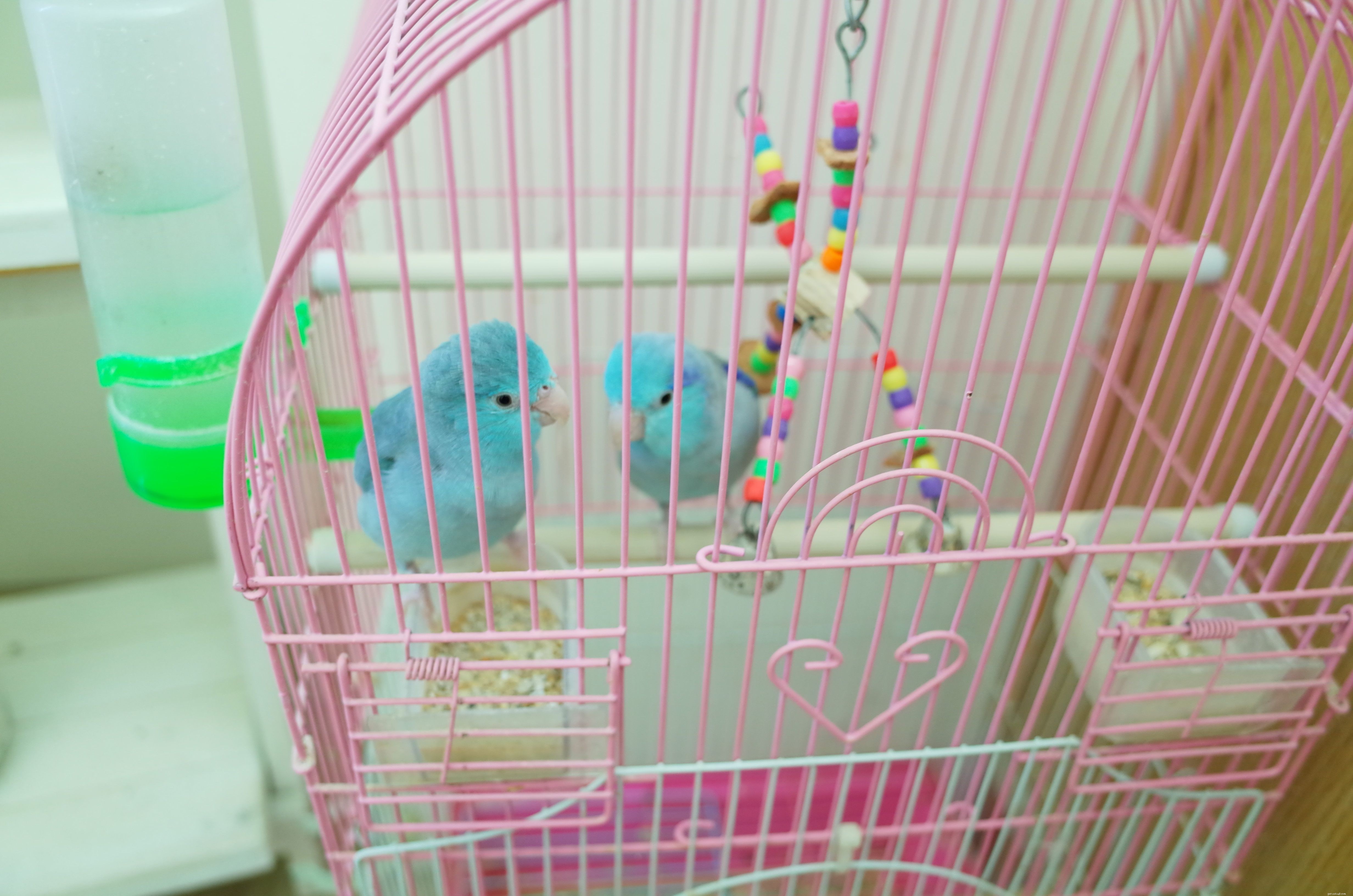Why Birds Outshine Cats and Dogs as Pets