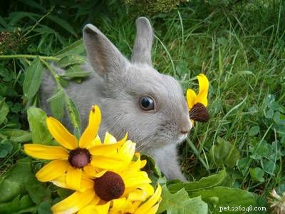 Leave Your Rabbit in Good Hands: Vacation Care Guide
