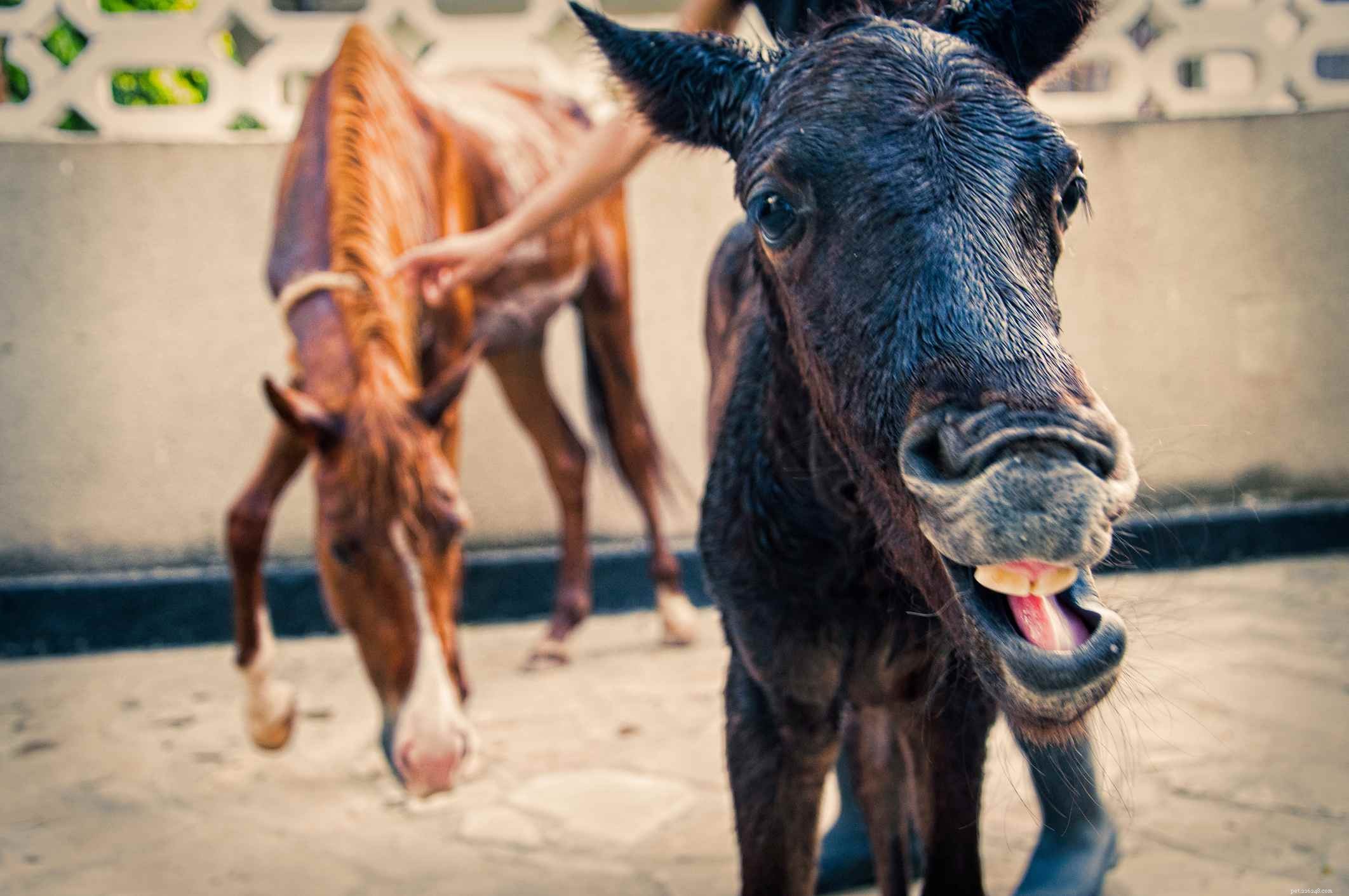 Determining a Horse s Age by Its Teeth: Reliable Methods & Limitations