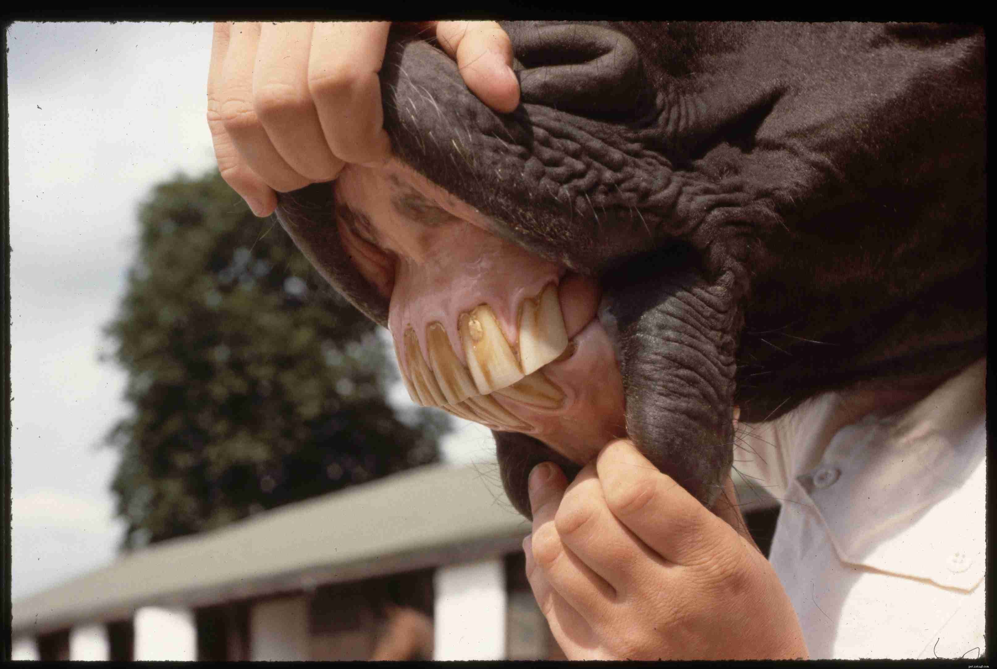 Determining a Horse s Age by Its Teeth: Reliable Methods & Limitations