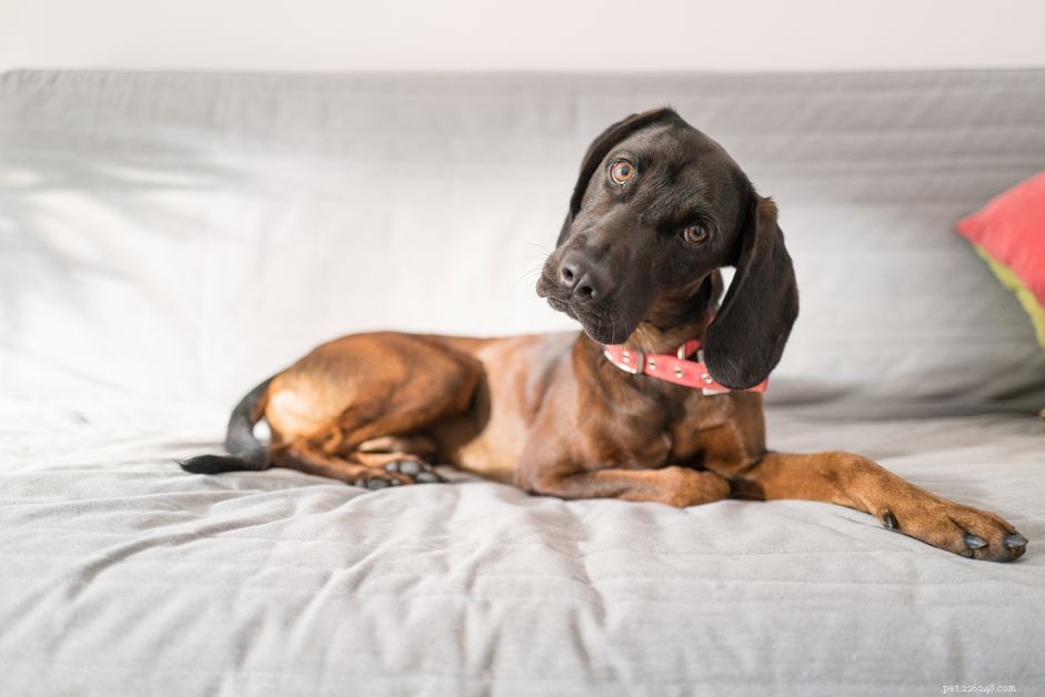Ivermectin for Heartworm: Key Facts & Treatment Guide for Pets