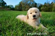 Golden Retriever: Comprehensive Guide to Traits, Care, and Health