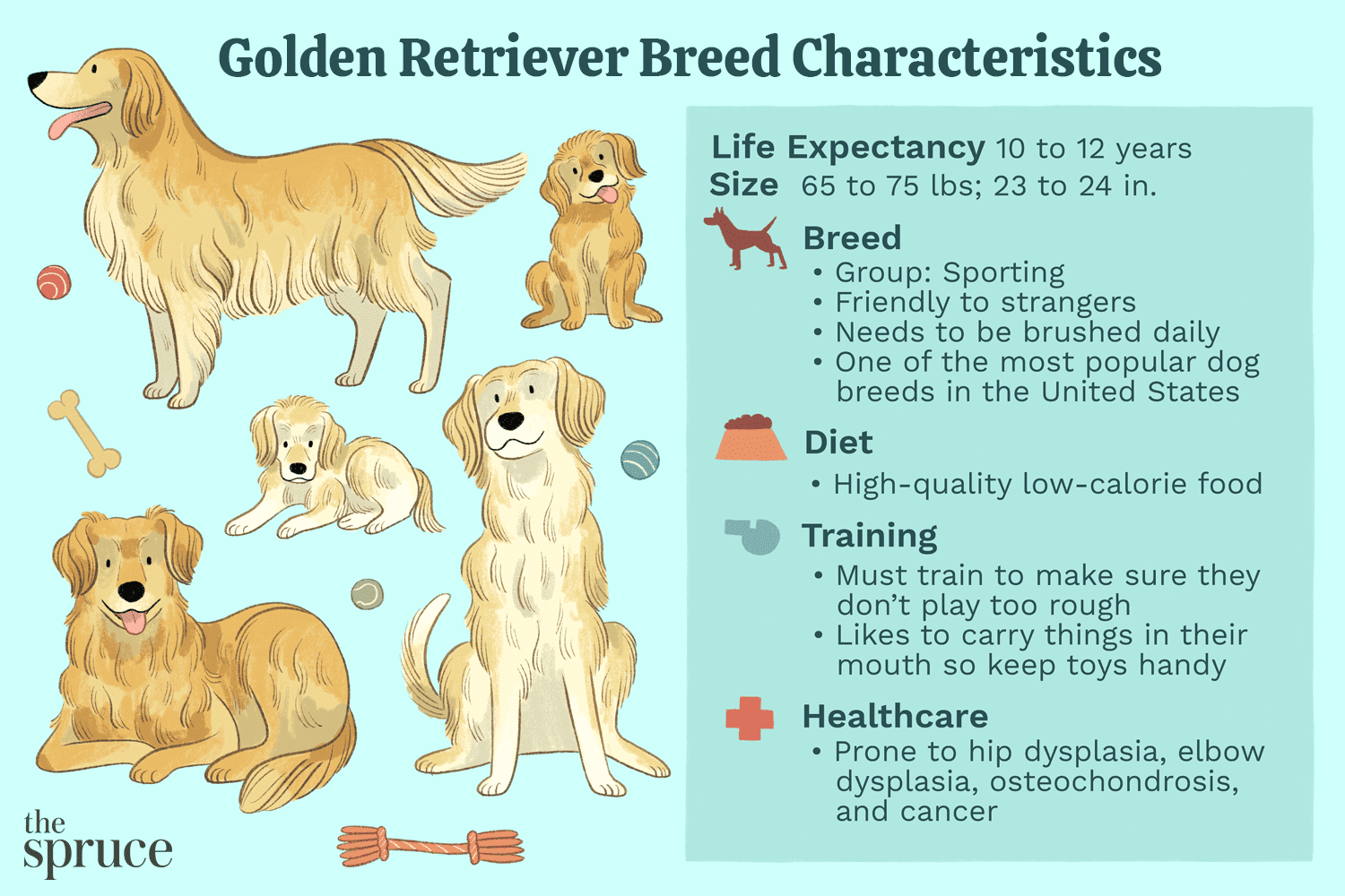 Golden Retriever: Comprehensive Guide to Traits, Care, and Health
