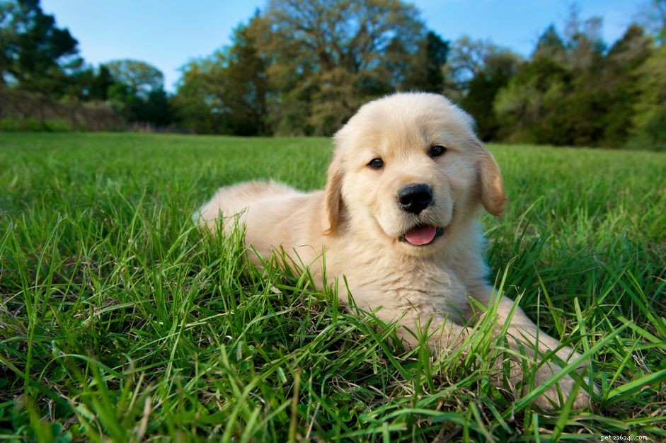 What to Do When You Spot Worms in Your Dog s Poop: Signs, Causes, and Treatment