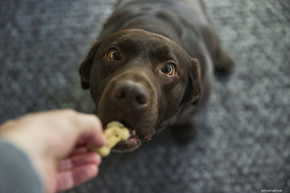 Comprehensive Guide to Treating Colitis in Dogs