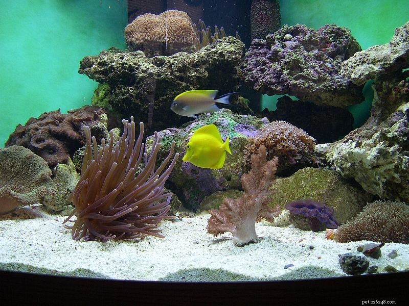 Step‑by‑Step Guide to Curing Live Rock for Your New Saltwater Aquarium