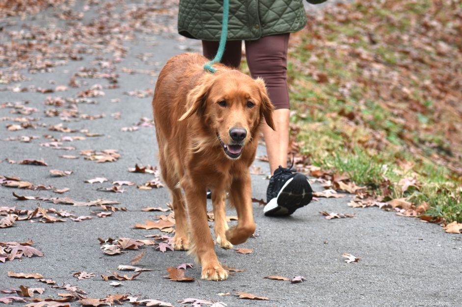Mastering Dog Walking: Tips for a Healthy, Bonding Experience