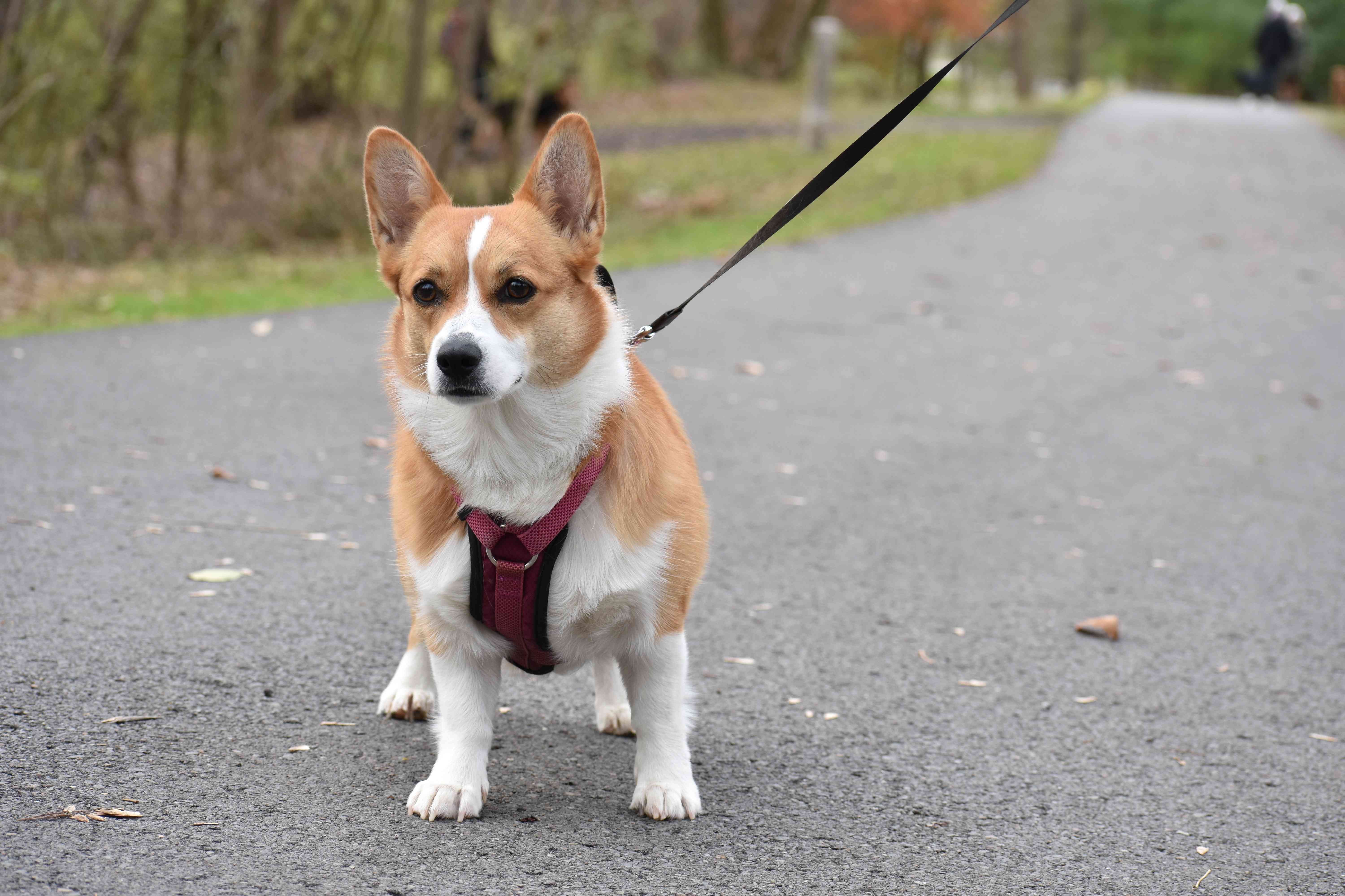 Mastering Dog Walking: Tips for a Healthy, Bonding Experience