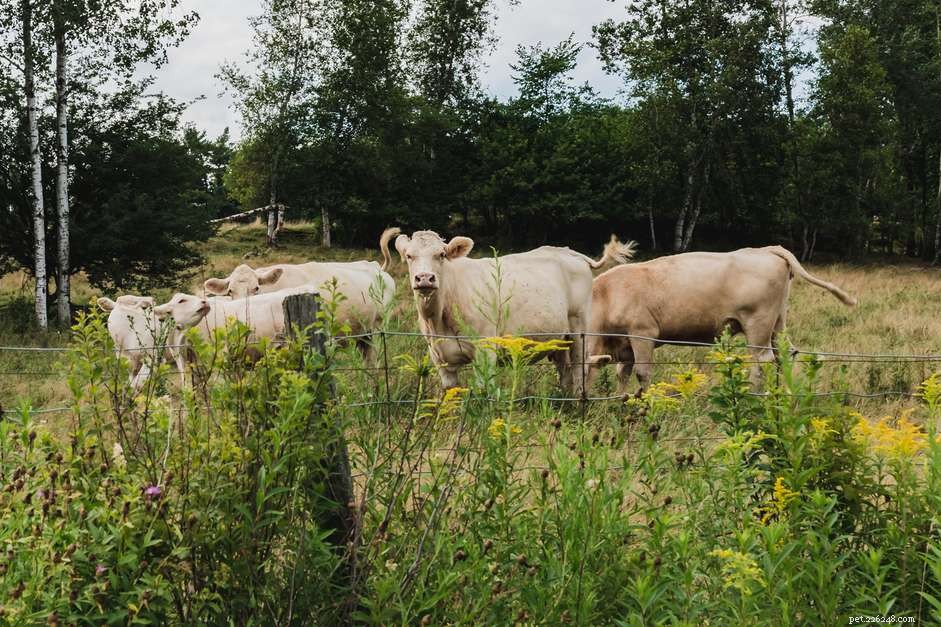 92 Creative Cow Names to Add Personality to Your Farm