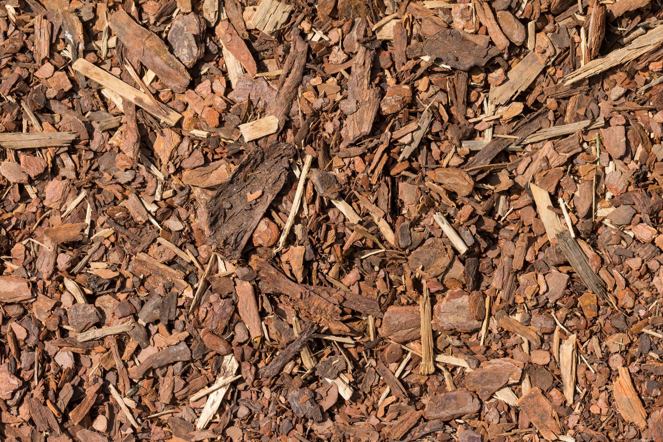 Choosing the Best Bedding for Your Savannah Monitor: Expert Tips
