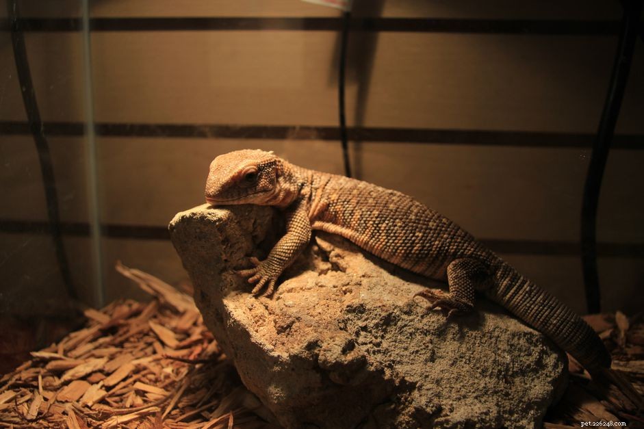 Choosing the Best Bedding for Your Savannah Monitor: Expert Tips