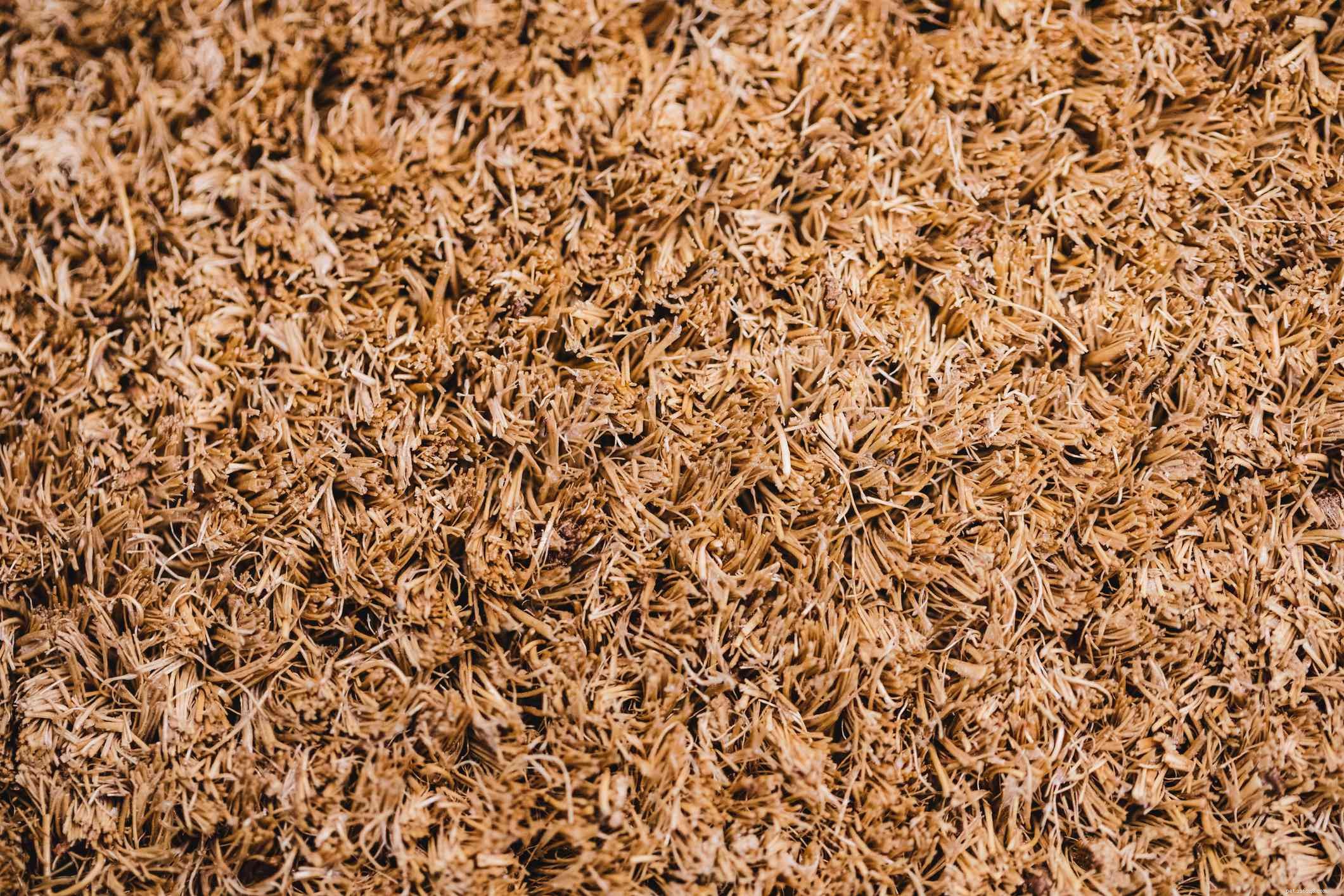 Choosing the Best Bedding for Your Savannah Monitor: Expert Tips