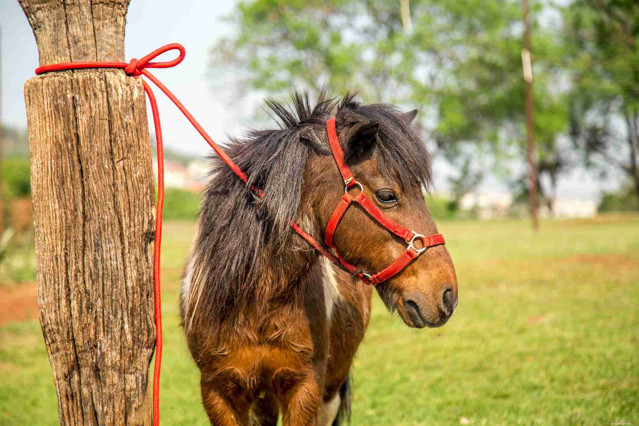 Avoid These 7 Common Mistakes When Training Horses